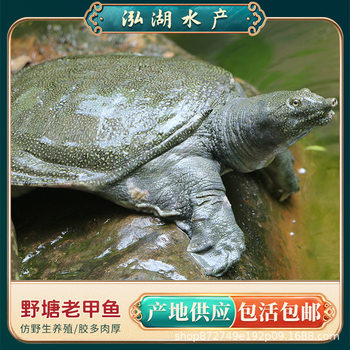 Wild-Raised Soft-Shell Turtle Soup Ingredients for over Four Years Old, Fresh and Nutritious