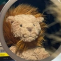 Wave lion 23cm