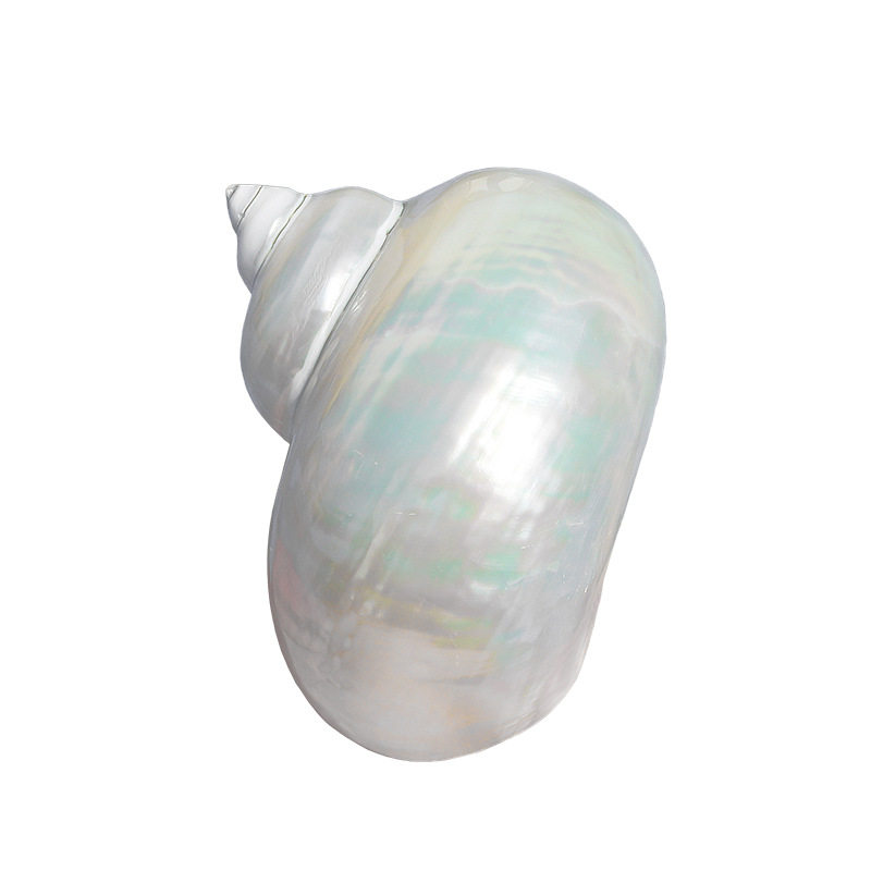 Wholesale natural conch shell peeled large white snail fish tank landscaping ornaments rolled shellfish hermit crab breeding replacement shell
