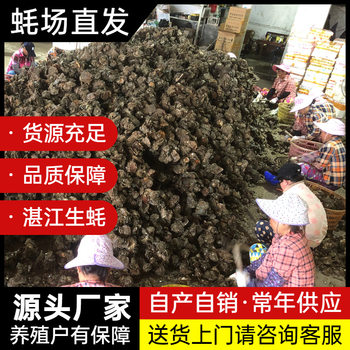 Zhanjiang Fresh Oysters for Commercial Use, 50kg Whole Box, Wholesale for Night Market Barbecue Stalls