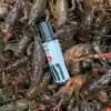 Directly Shipped from Hubei, Live Crayfish, Fresh Live Shrimp, Commercial Wholesale of Crayfish, Freshly Caught Clear Water Shrimp