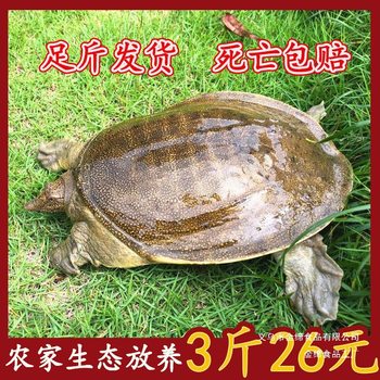Fresh and Plump Wild-Raised Large Water Turtles, Cheap Turtle Eggs, Chinese Soft-Shell Turtles, Small Turtles, Wholesale Party Snacks