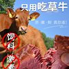 Five-Spice Beef Gift Box Henan Specialty Sauce Braised Beef Cooked Food Vacuum Packaging Mid-Autumn Festival Gift