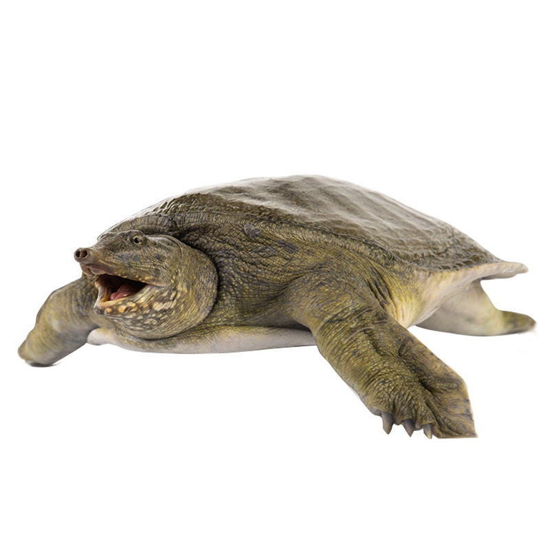 0.05-0.15kg Live Turtle Hatchlings from Outdoor Ponds, Ecologically Raised Turtle Hatchlings, Available Now, Turtle Hatchlings, Ecologically Raised Chinese Turtles