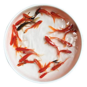 Small Goldfish Fry, Ornamental Fish, Cold Water Resistant, Easy to Raise, Freshwater Red and White Koi Live Fish, Small Fish, Grass Goldfish Live Fish