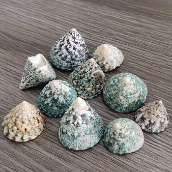 Natural Shell Conch Green Tower Snail Handmade DIY Accessories Specimen Decoration Fish Tank Aquarium Landscaping Ornaments Wholesale