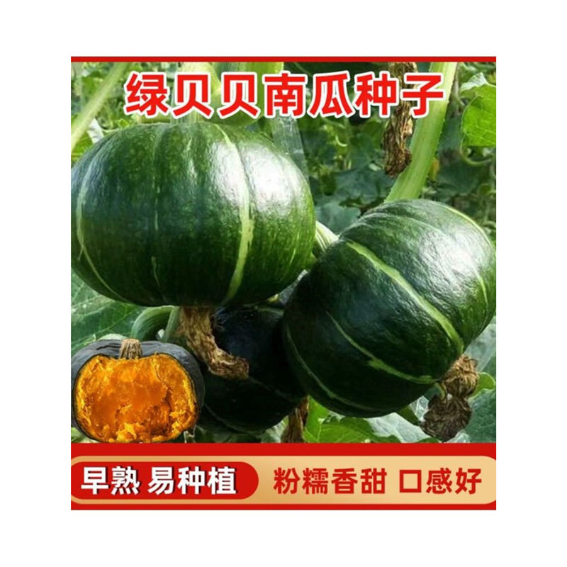 [Super Sweet and Glutinous] Beibei Pumpkin Seeds High-Yielding Sweet Glutinous Chestnut Green Beibei Small Pumpkin Four-Season Vegetable Seeds