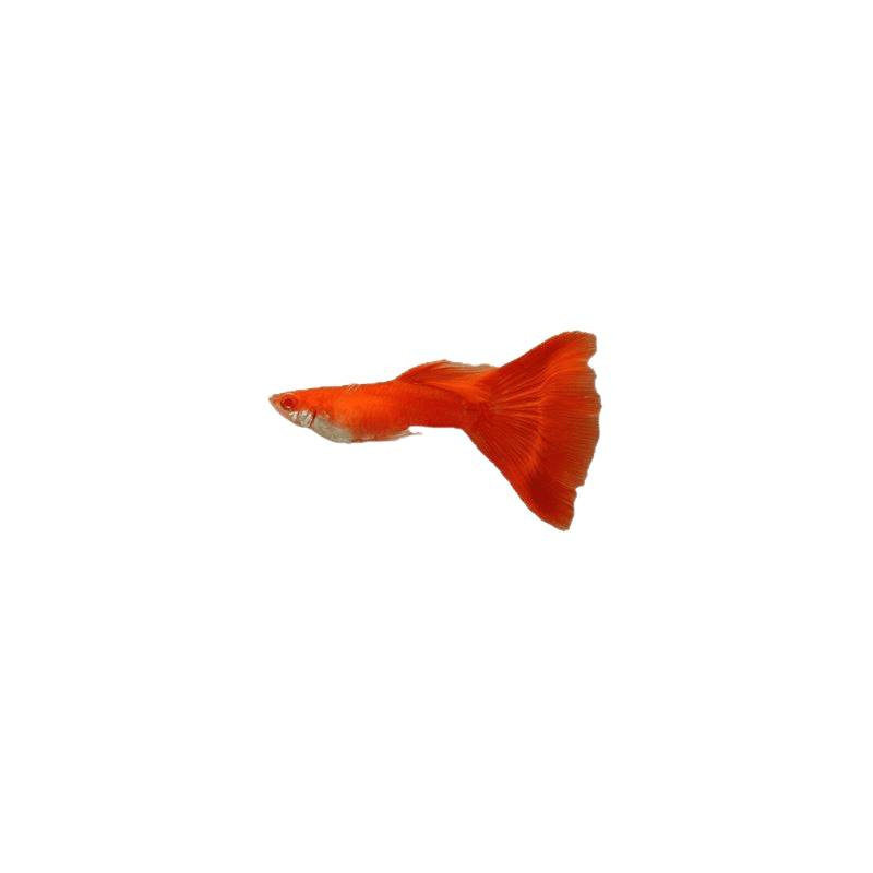Guppy, Small Fish, Tropical Fish, All Kinds of Cleaners, Easy to Raise Ornamental Fish, Small Freshwater Zebrafish, Goldfish, Others
