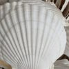 Natural Extra Large Shell Kindergarten Handmade DIY Painting Graffiti Punched White Small Scallop Shell Conch Decorative Painting