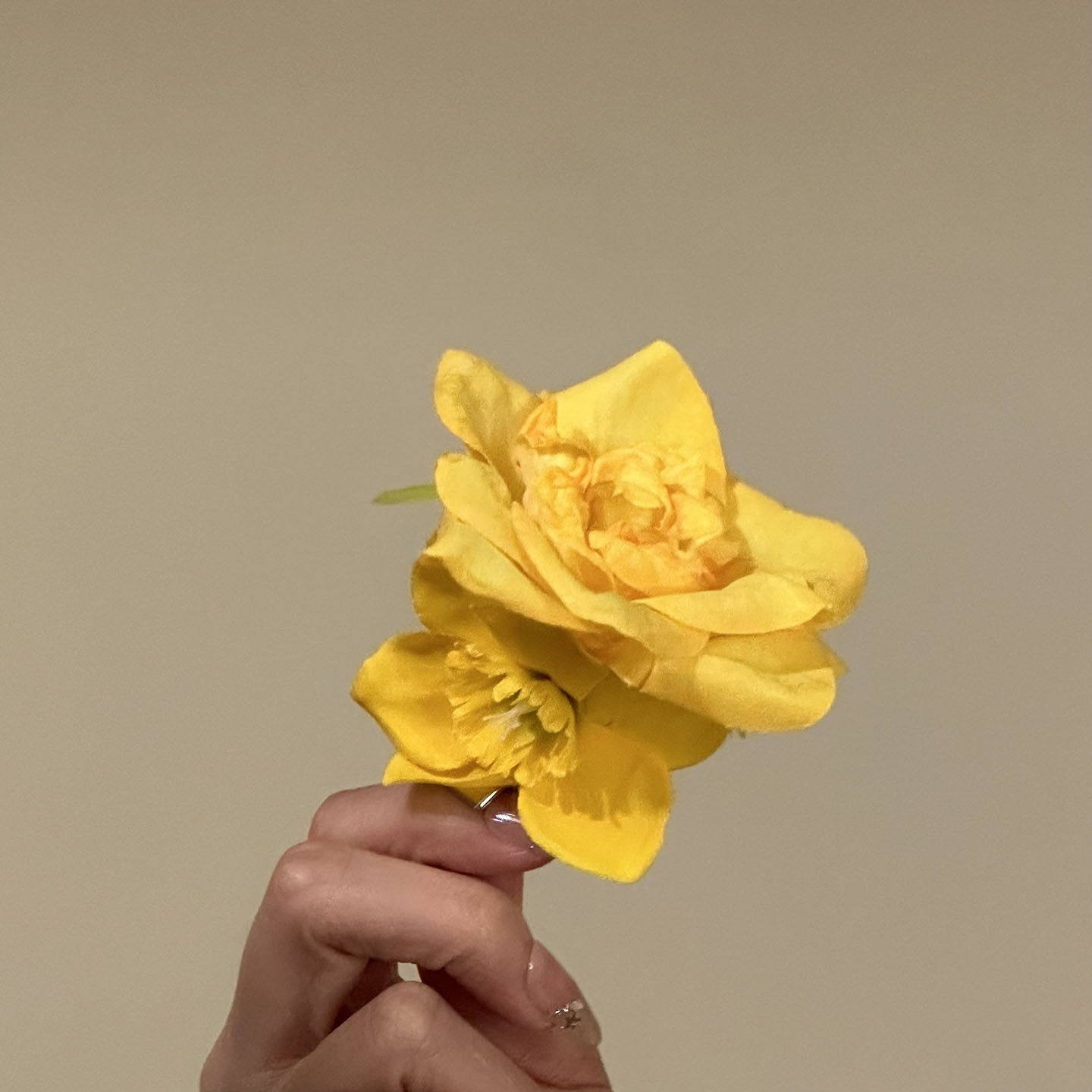 2026新款明媚黄色月季水仙花朵发夹海岛度假风侧边夹子发卡鸭嘴夹