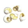 Natural Conch Shells, Avocado Shells, Hermit Crab Shells, Fish Replacement Shells, Fish Tank Landscaping, Home Furnishings and Decorations