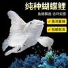 Taiwan Butterfly Carp Cold Water Ornamental Fish Gypsum White Short Body Sphere Lion Head Long Tail Koi Fish Fry Goldfish