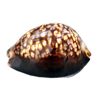 Natural Shell Conch Large Turtle Shell Treasure Snail Local Medium Sea Home Floor Decoration Ornaments Fish Tank Aquarium Landscaping