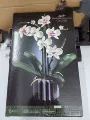 Orchid