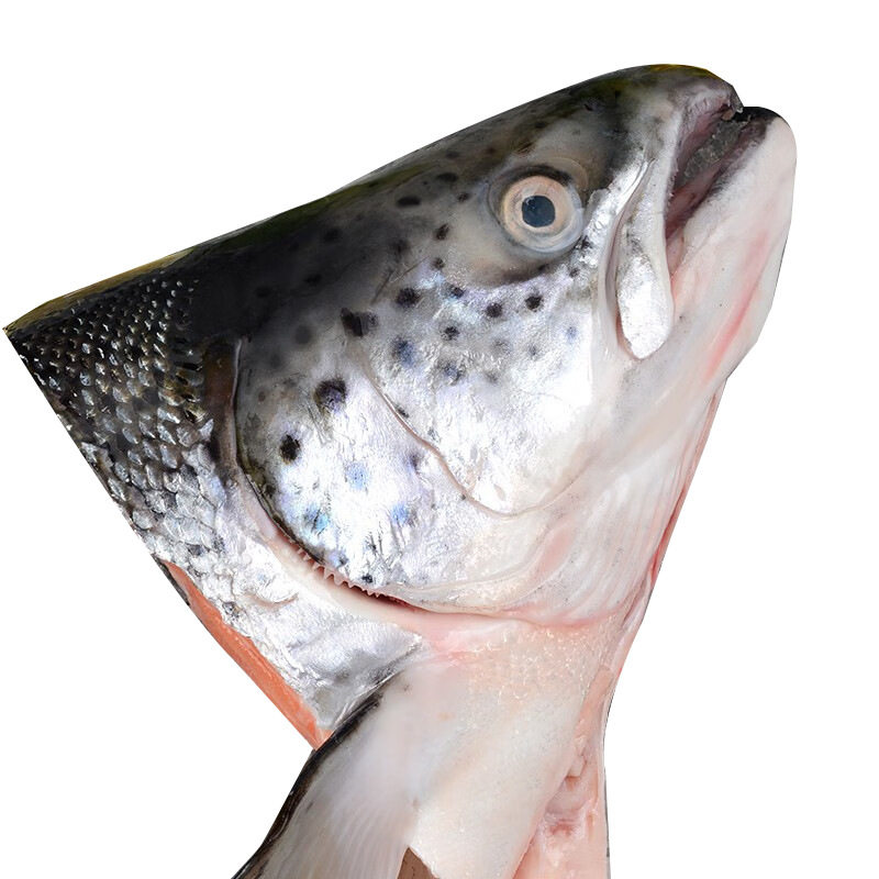 Salmon Head Faroe Islands Chilled Salmon Head Fresh Salmon Meat Commercial Wholesale Custom Oem