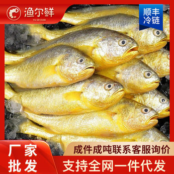 Lianyungang Small Yellow Croaker Frozen Goods Chilled Seafood Wholesale Frozen Aquatic Products