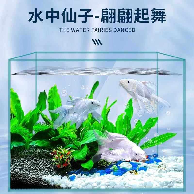 Taiwan Butterfly Carp Cold Water Ornamental Fish Gypsum White Short Body Sphere Lion Head Long Tail Koi Fish Fry Goldfish