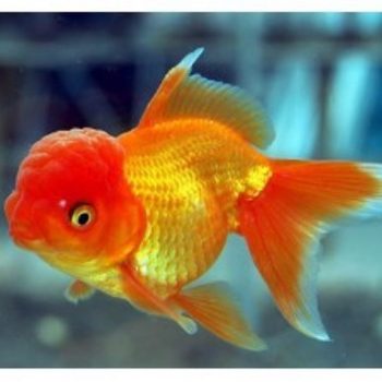 Live Goldfish, Fishing in the Park, Park Fishing, Small Goldfish, Goldfish Fry, Ornamental Fish, Cold