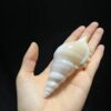 Short Nose Martin Snail Natural Shell Conch Fish Tank Aquarium Landscape Decoration Specimen Collection Handicraft Making