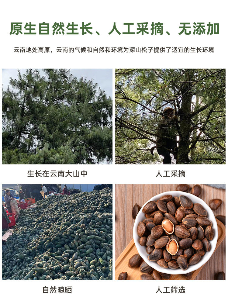 Fresh Raw Pine Nuts Large Particles Original Wild Collection 2024 New Arrival Yunnan Pine Nuts Snacks for Pregnant Women Nuts Specialty