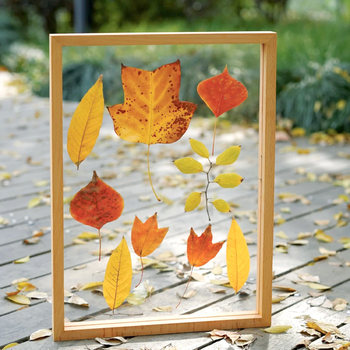 ✅ Dried Flower Photo Frame Transparent Double-Sided Storage Display Kindergarten DIY Handmade Plant Specimen Picture Frame Three-Dimensional Display Stand