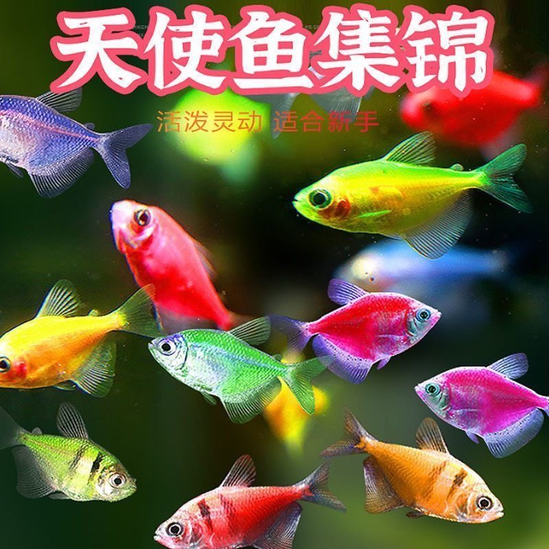 [Large Size] Angel Fish Tropical Ornamental Fish Live and Durable Group Travel Yan Value Ceiling Lazy Net Red Fish