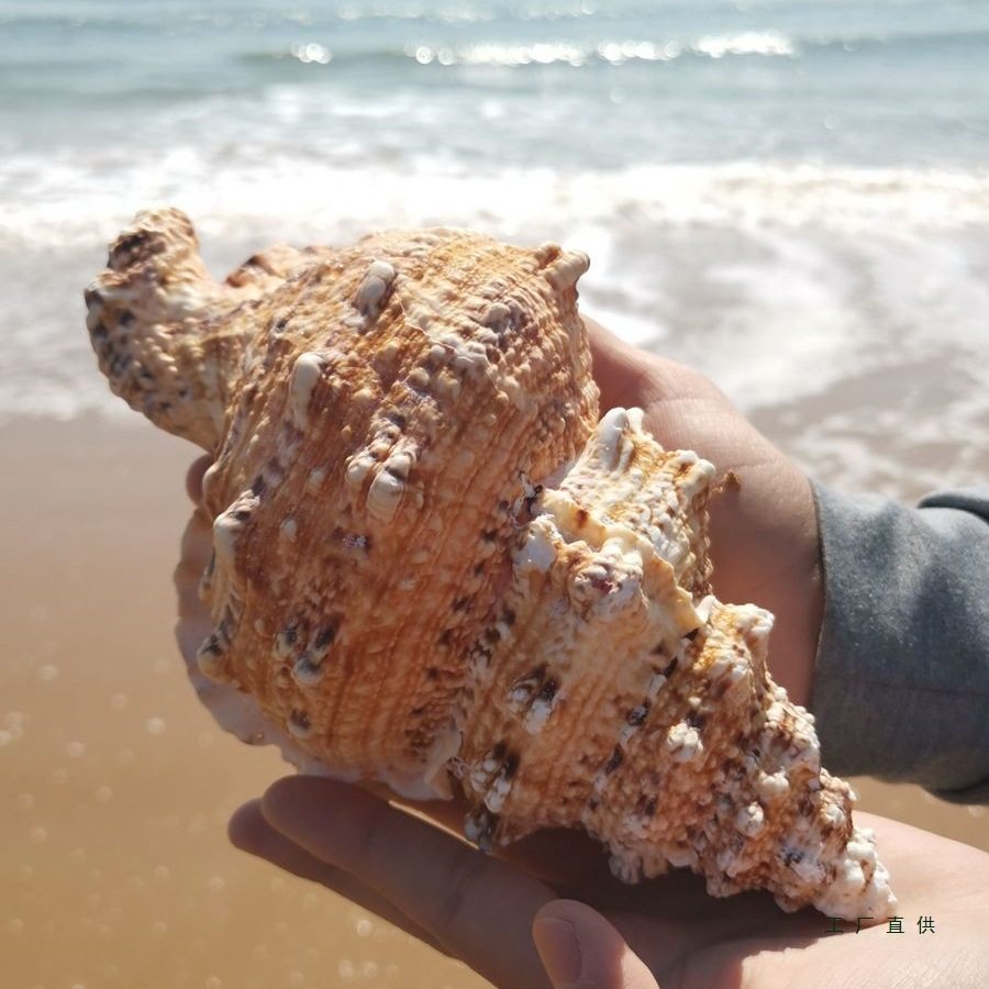 Natural Real Conch Shell Ornaments Crafts Fish Tank Landscaping Conch Extra Large Horn Can Blow Toy Gift