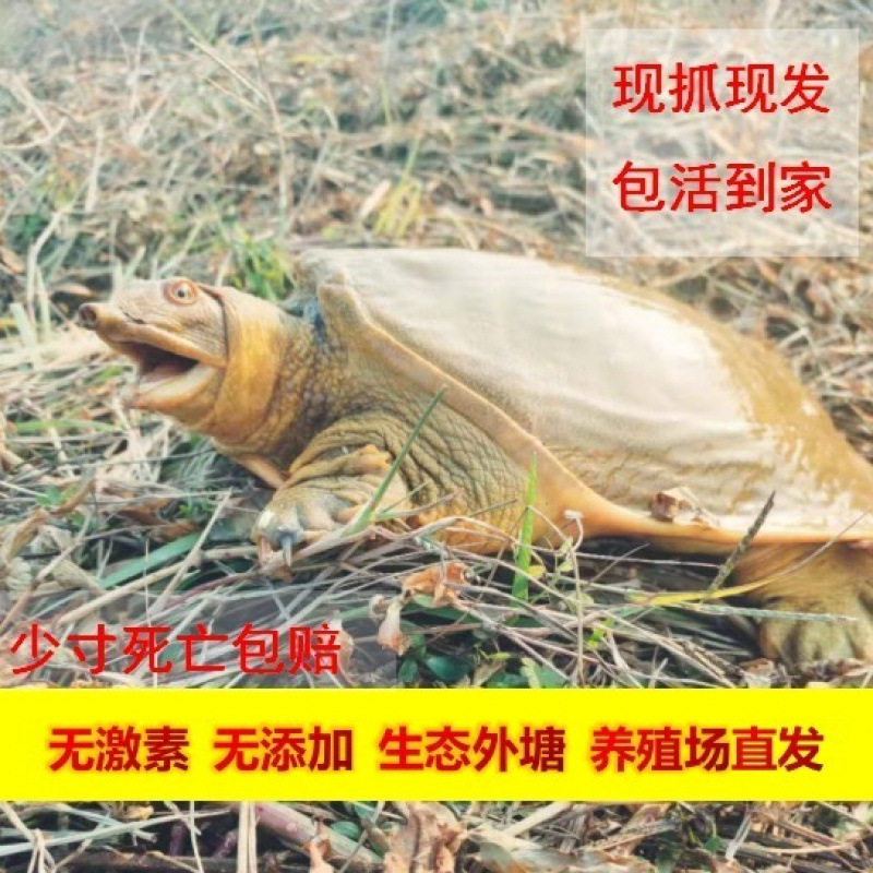 Wild-Caught Live Chinese Soft-Shell Turtles for Consumption as Seafood, Fresh Aquatic Turtles, and Old Turtles with Yellow and Green Shells