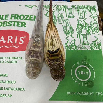 Fresh Seafood Shrimp Brazilian Dragon Catering Fresh Aquatic Products Wholesale Semi-Finished Products Commercial 10Kg/Box Brazilian Dragon