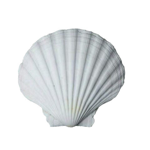 Natural Large White Fan Shell Small Conch Handmade diy Creative Painting Barbecue Fish Tank Hermit Crab Shell