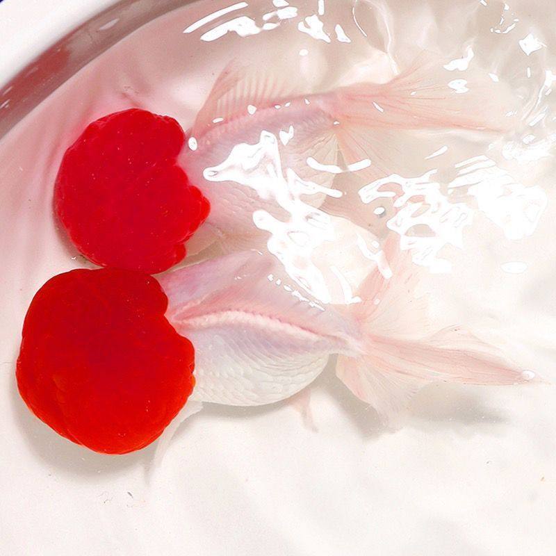 Live Goldfish, Ornamental Fish, Small Cold Water Fish, Easy to Raise and Live, Freshwater Pet Fish, Unheated Small Goldfish Fry