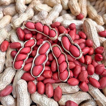 Sun-Dried Fresh Natural Seeds New Arrival 2025 Red Farm Four Red-Skinned Peanuts with Shells