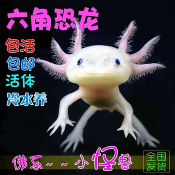 Aquarium Fish Small Cold Water Fish Axolotl Oxygenated Arowana Live Fish Fire Dragon No Need Chinese Dinosaur Doll Hexagon