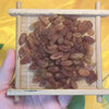 Red Raisins Bulk Wholesale Pastry Nut Baking Raw Materials Dried Fruit Candied Xinjiang Turpan Raisins