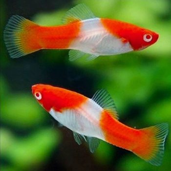 Red and white swordfish live tropical ornamental fish fishing ground direct wholesale viviparous fish aquarium world red and white swordfish