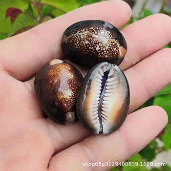 Natural Shell Conch Snow Mountain Treasure Conch Specimen Fish Tank Aquarium Decoration Children's Creative Gift