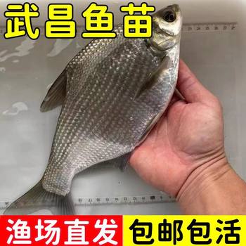 Wuchang Fish Fry, Freshwater Cultured Bream Fry, Triangular Bream Fry, Round-Headed Bream Fry, Edge Fish Fry, Live Willow-Leaf Bream Fry