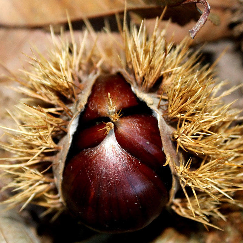 5kg postage fresh raw Chestnut Mountain Thorn shell tender oil kernel small non Qianxi