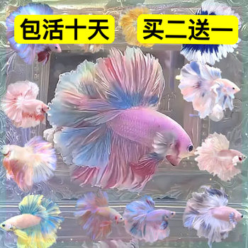 Thai Fighting Fish Fry, Goldfish, Tropical Fish, Easy to Care For, Durable Live Fish for Small Freshwater Aquariums, Half-Moon Pet
