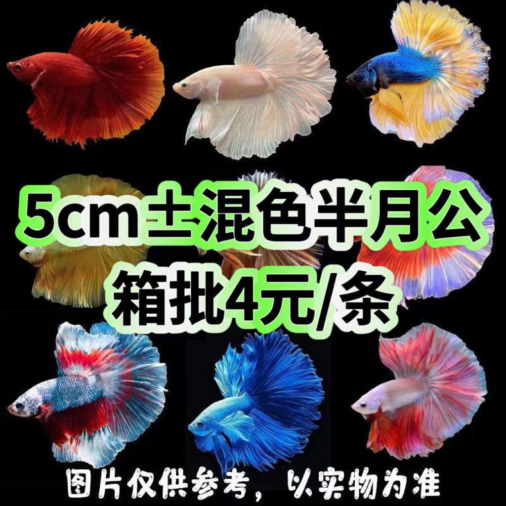 Thai Fighting Fish Imported Tropical Fish Half-Moon Lion King Horsetail Pure White Half-Moon Male Live Ornamental Fish Stall Wholesale