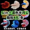 Thai Fighting Fish Imported Tropical Fish Half-Moon Lion King Horsetail Pure White Half-Moon Male Live Ornamental Fish Stall Wholesale