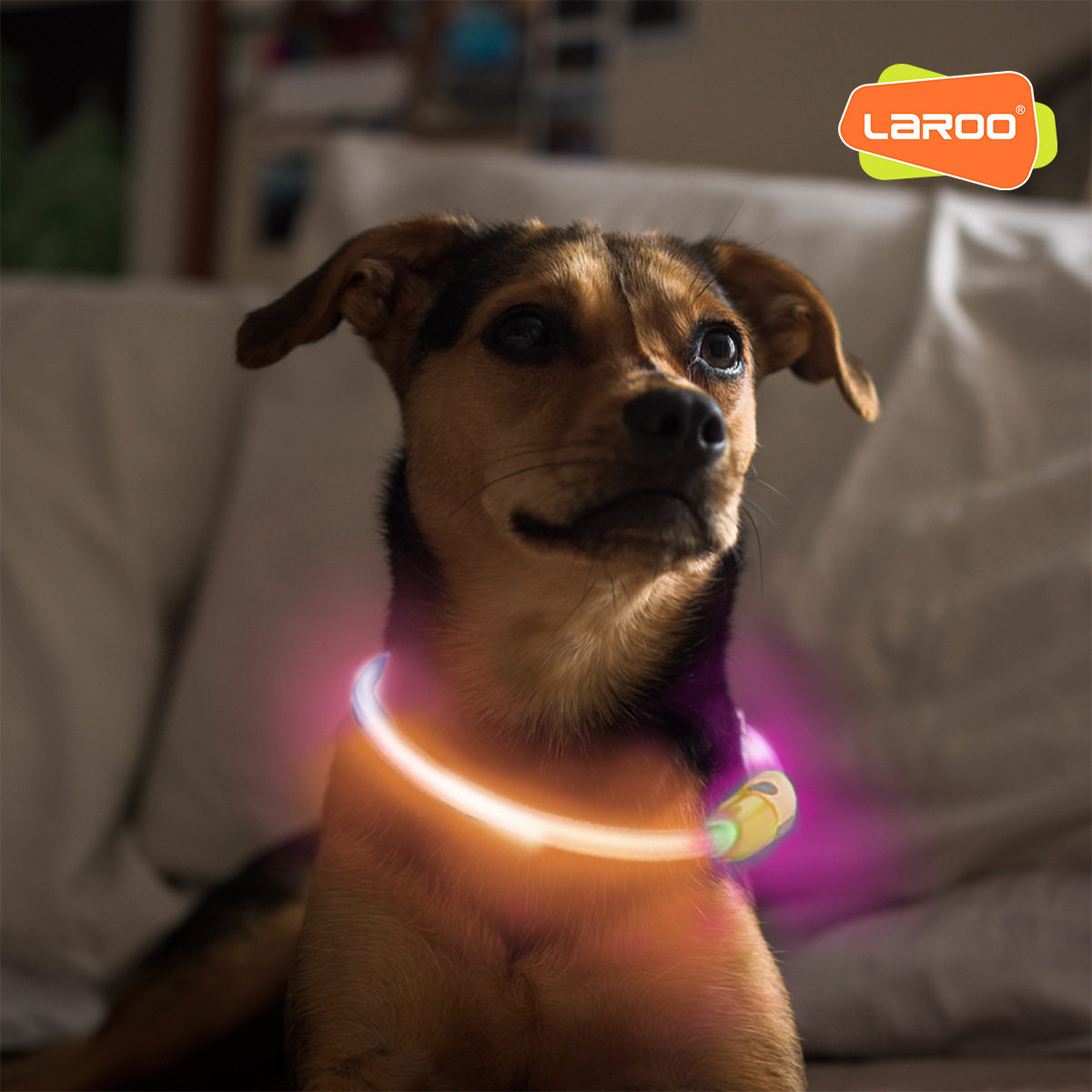 LaRoo Leno F series two-color hair aperture charging full light night walking dog anti-lost safety luminous collar