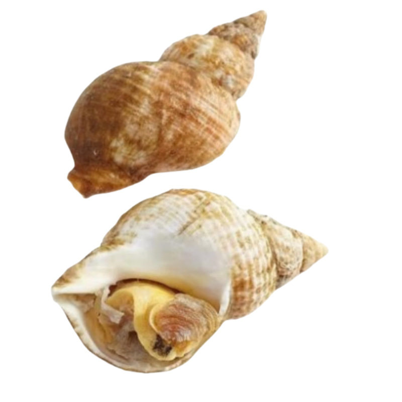 Frozen White Snails from the Uk, Imported from Ireland, North Eel Snails, North Eel Snails with Shells, Seafood, 15-25 Pieces, Deep-Sea Wild-Caught
