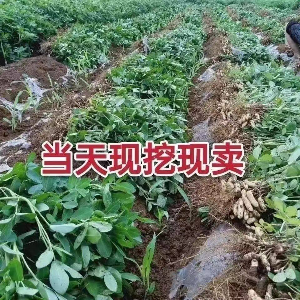 20 Fresh Shelled Fresh Peanuts Dug Every Day and Freshly Dug with Red Skin and Pink Skin Wet Peanuts Farm Shelled Raw Peanuts