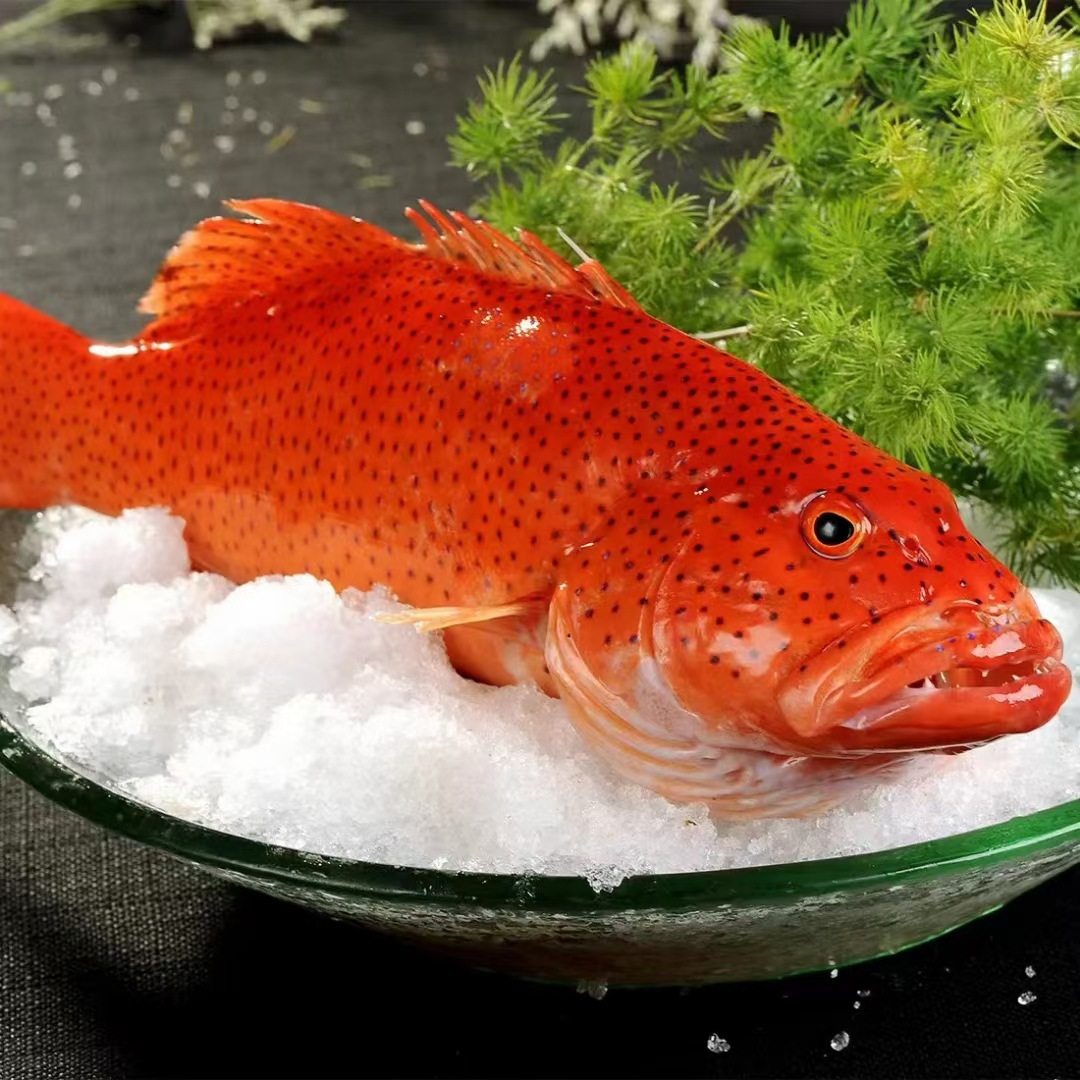Fresh Frozen Red Snapper from Dongshan Island, Fujian, Direct Source Seafood