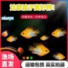 Mixed Fish German Phoenix Freshwater Small Fish Fish Grass Tank Direct Sales Phoenix Gold Wave Tropical Ornamental Fish