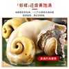 Fresh Large Conch from Qingdao, Fresh Large Shellfish, Qingdao Seafood Specialty, Fresh Aquatic Large Flower Snail