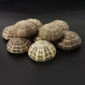 Eight Diagrams Sea Urchin Conch Shell Wholesale Mediterranean Air Pineapple Potted Eight Diagrams Sea Urchin Shell Home Decorative Accessories