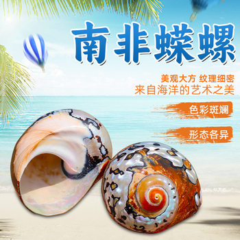 South Africa Salamander Natural Shell Conch Fish Tank Decorative Ornaments Creative Landscape Ornaments Conch Shell Factory Wholesale