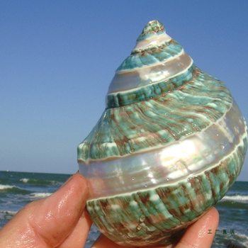 Conch Shell, Starfish, Striped Green Snail, Hermit Crab, Shell-Changing Fish Tank, Home Decoration, Birthday Gift